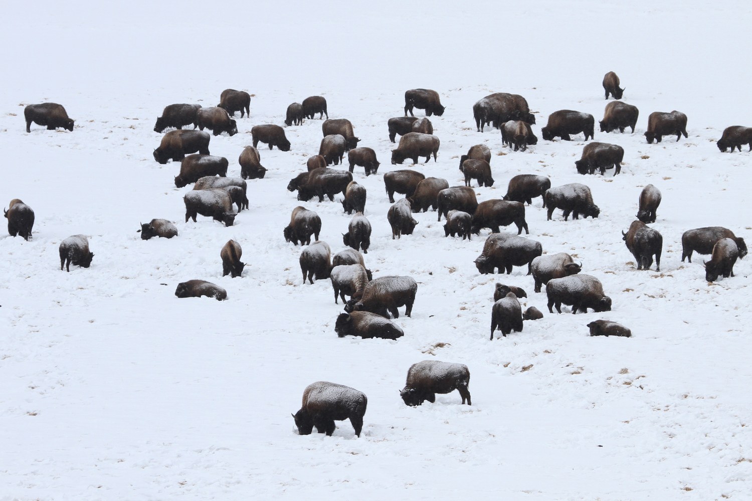Bison scattered across the grass of the Hayden Valley under a low sky.